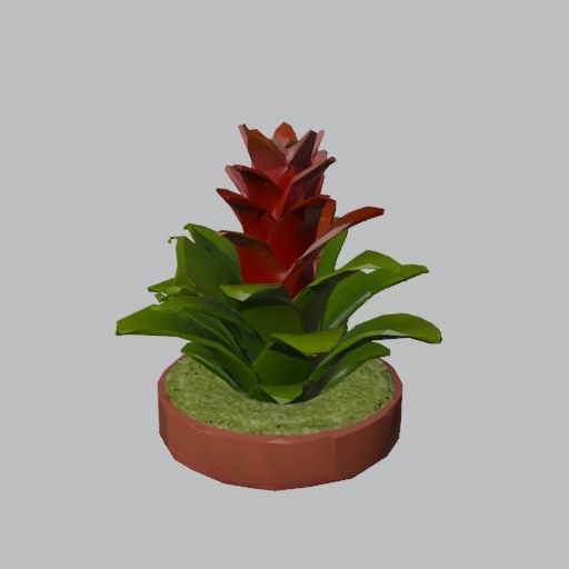 Bromeliad - four angles