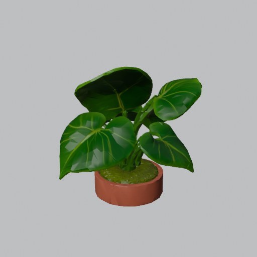 Elephant Ear Plant - four angles