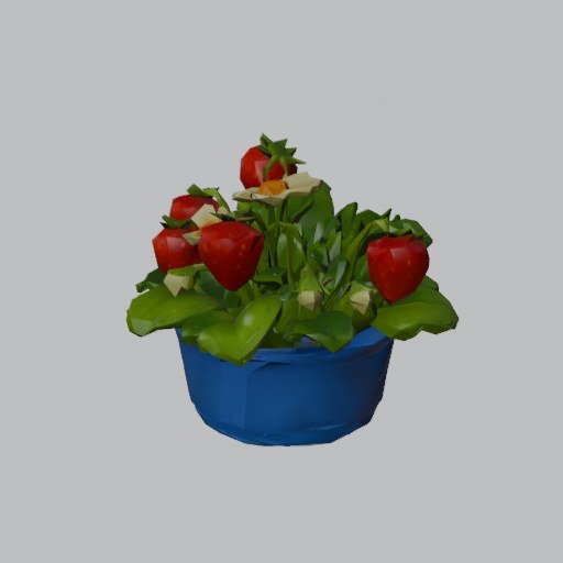 Strawberry Plant - four angles