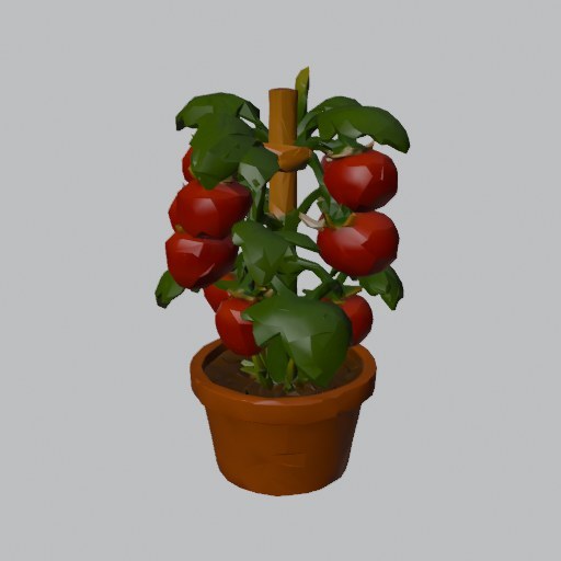 Tomato Plant - four angles