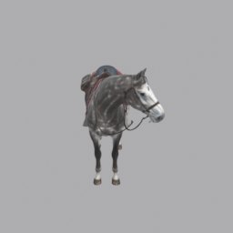 Horse saddled grey - front view